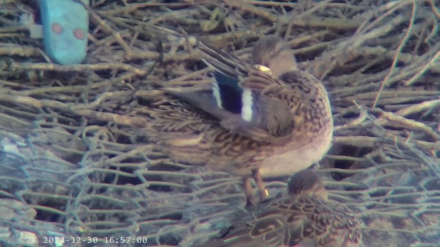 שרשיר - ML647291993