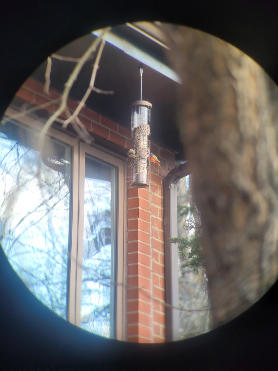 Painted Bunting - ML647292001