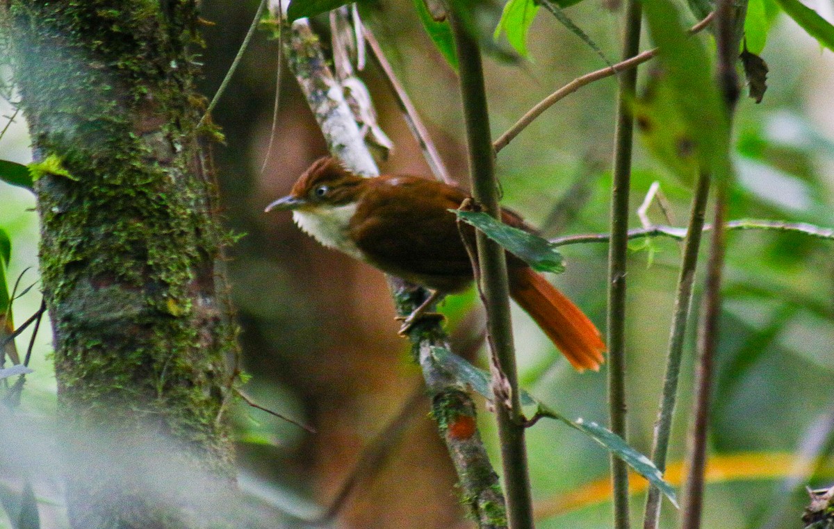 White-eyed Foliage-gleaner - ML647292006