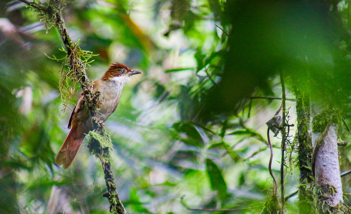 White-eyed Foliage-gleaner - ML647292007