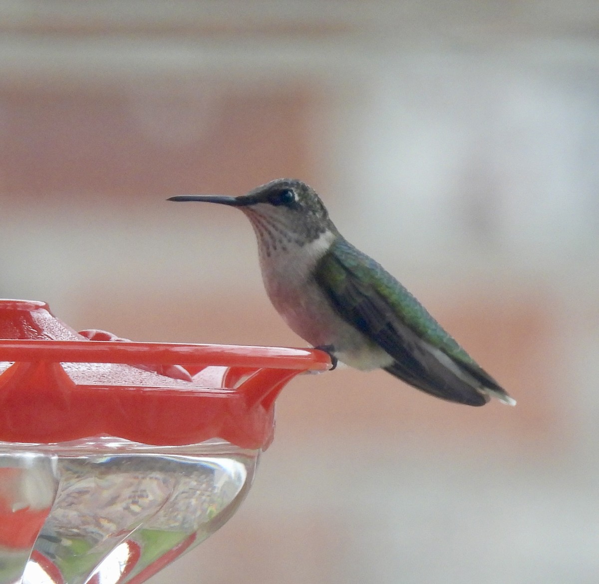 Ruby-throated Hummingbird - ML647292008