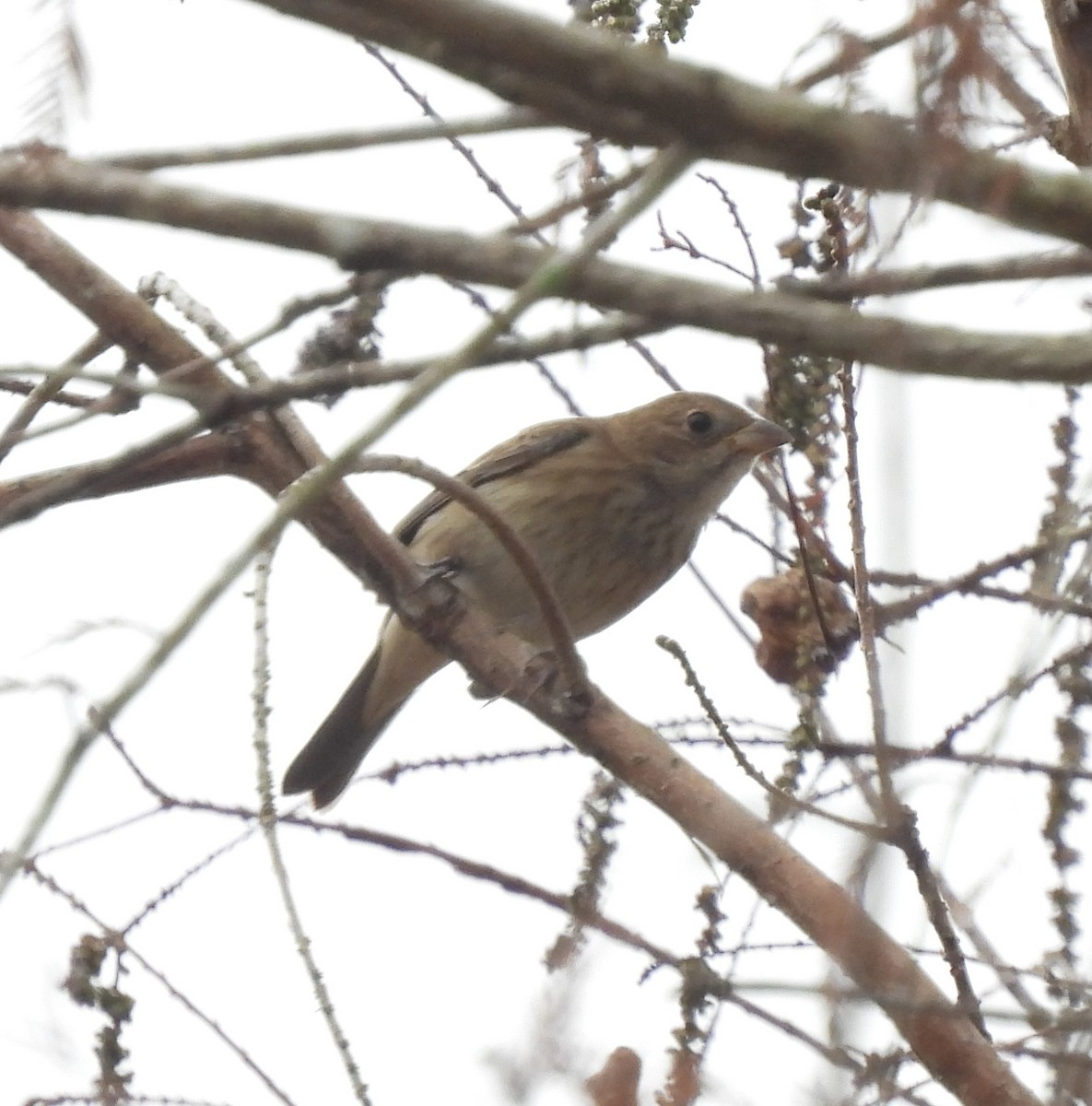Indigo Bunting - ML647292013