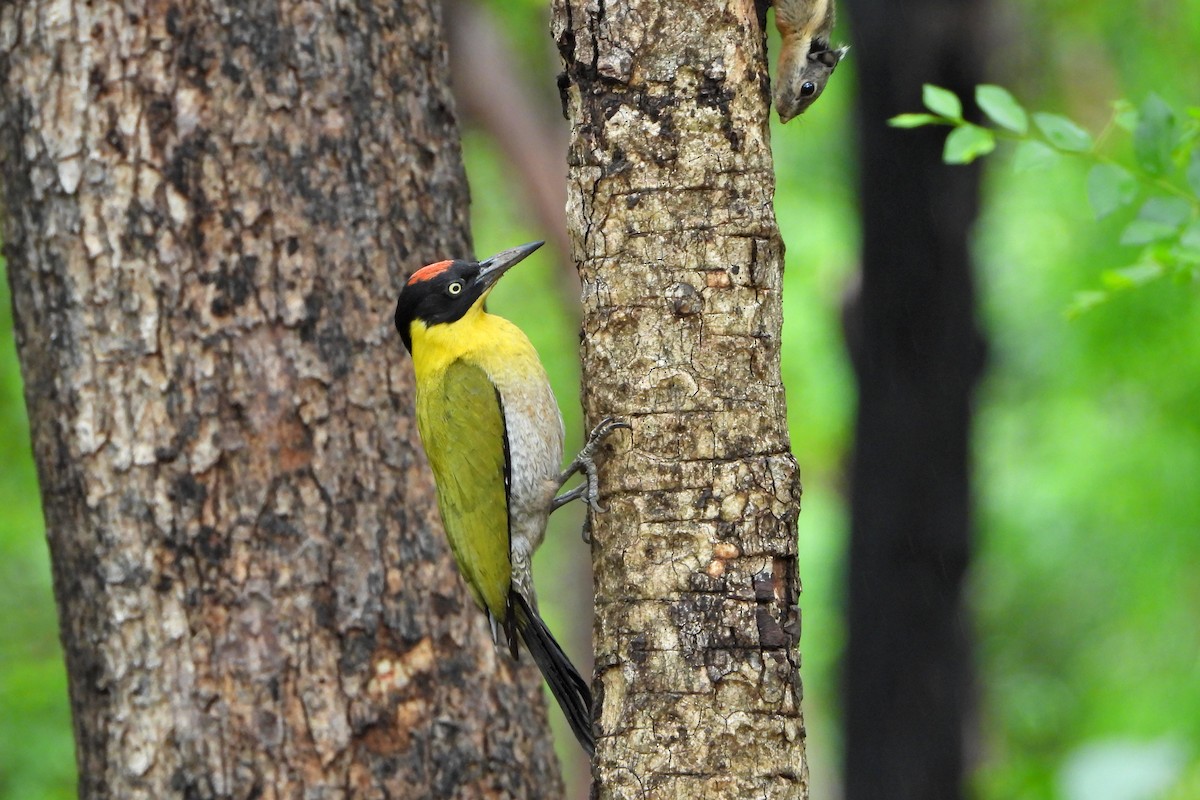 Black-headed Woodpecker - ML647292018