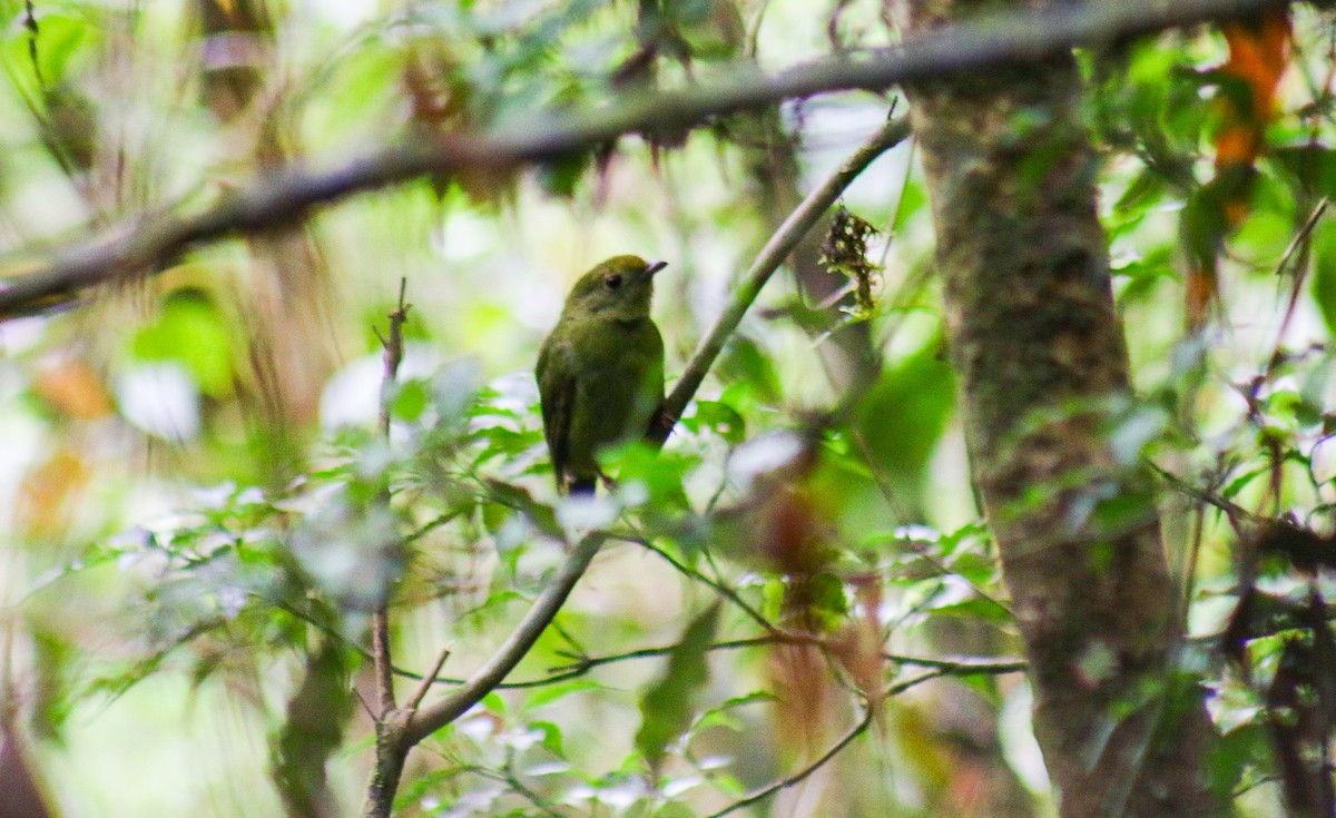 Swallow-tailed Manakin - ML647292020