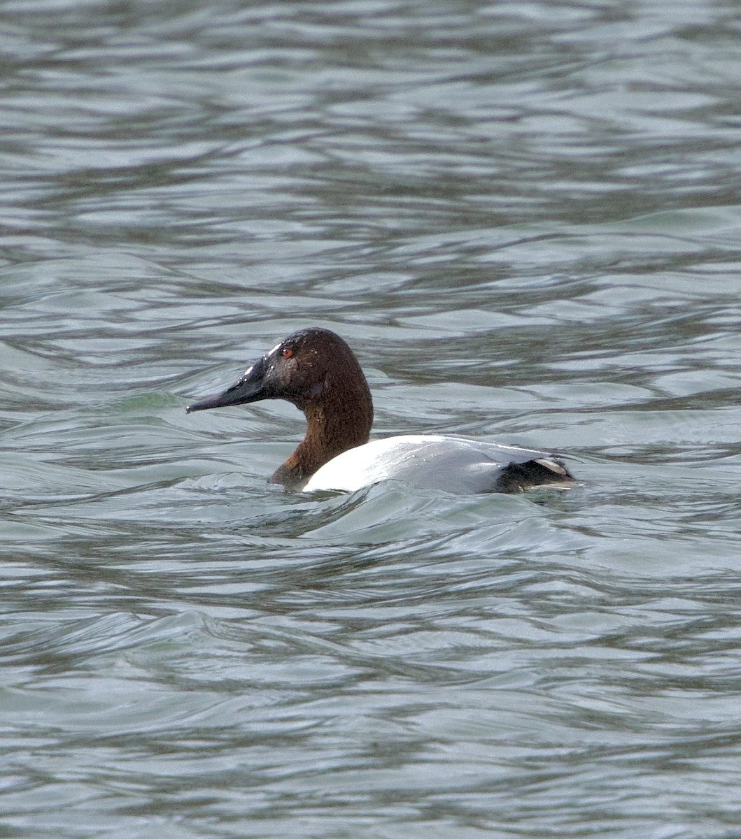 Canvasback - ML647292022