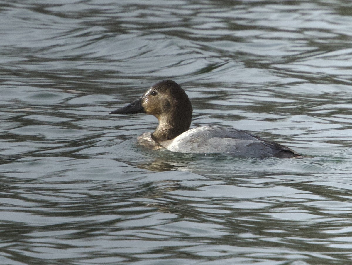 Canvasback - ML647292023