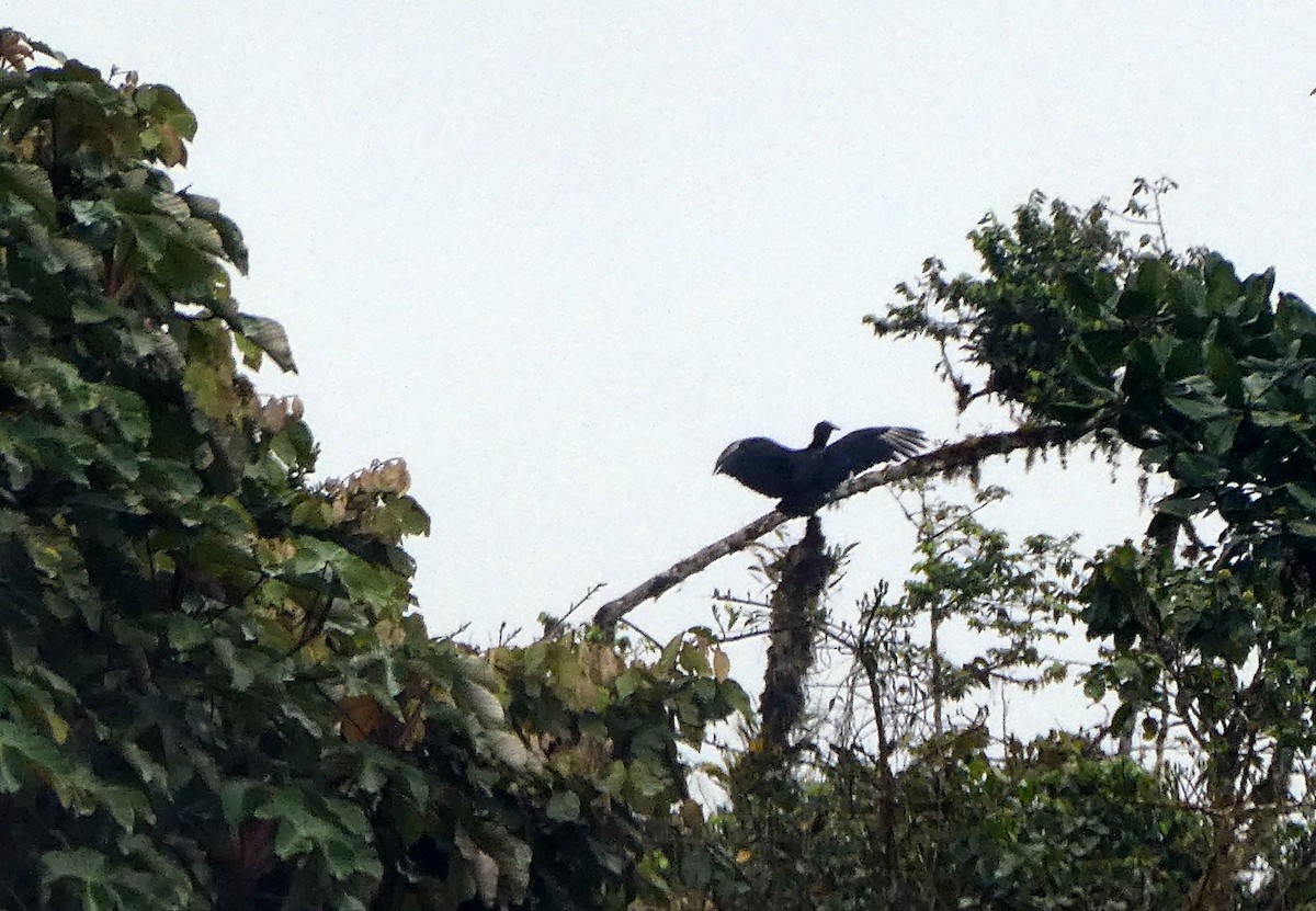 Black Vulture - ML647292033