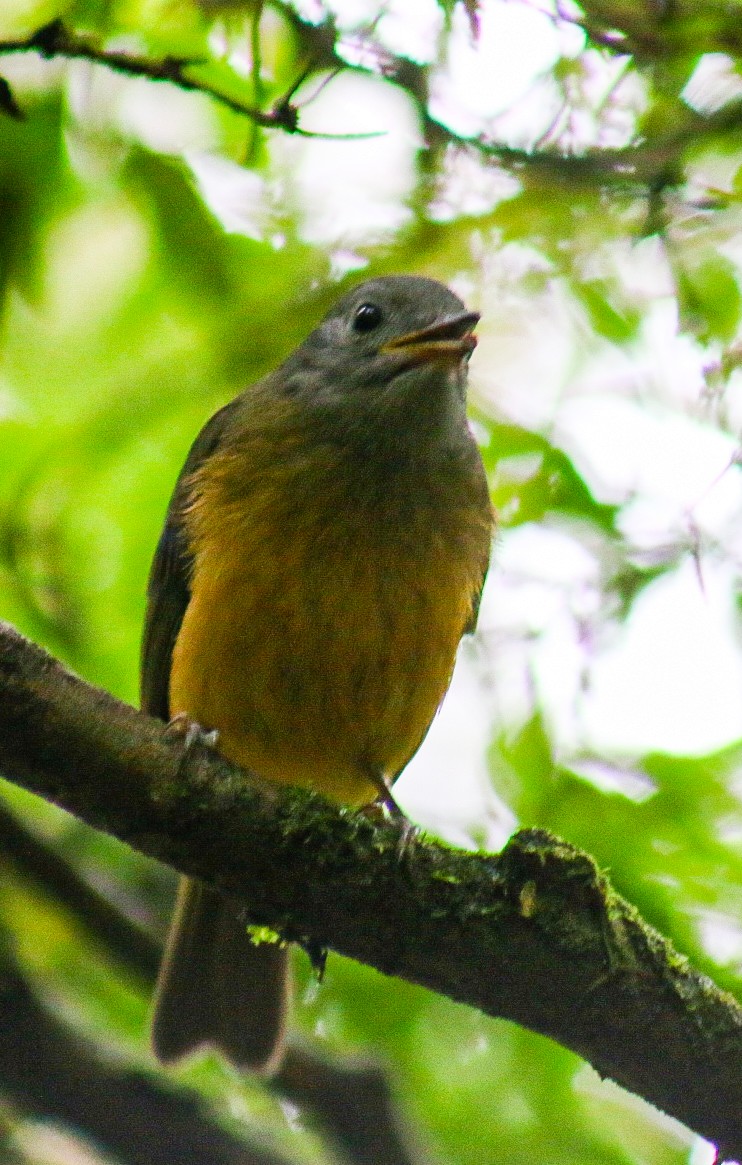 Gray-hooded Flycatcher - ML647292037