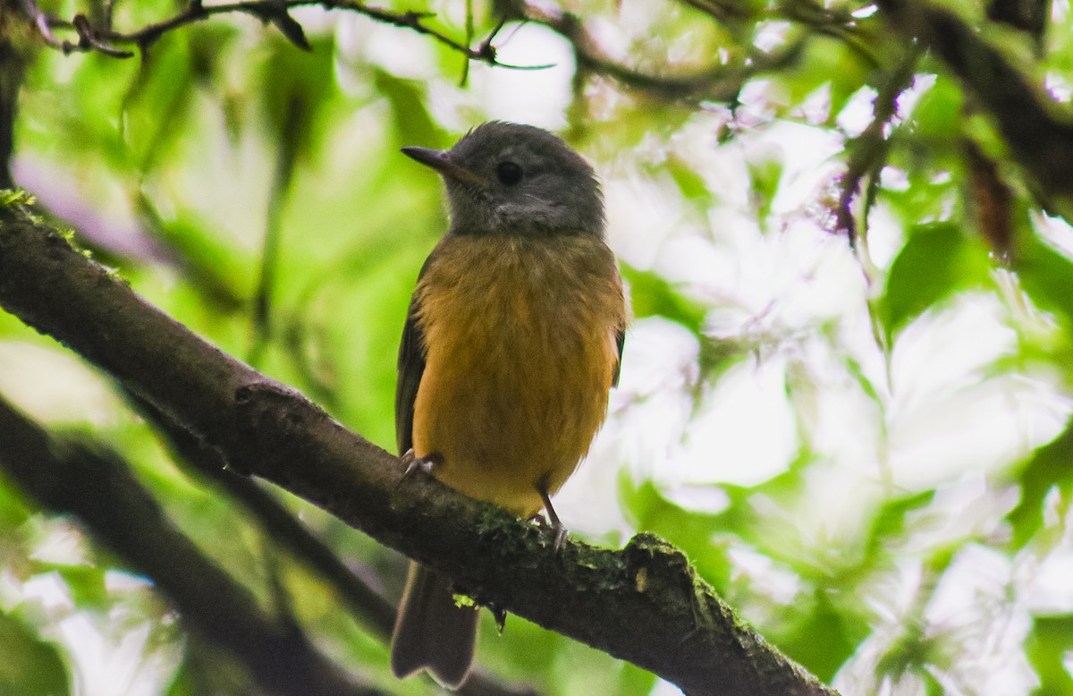 Gray-hooded Flycatcher - ML647292038