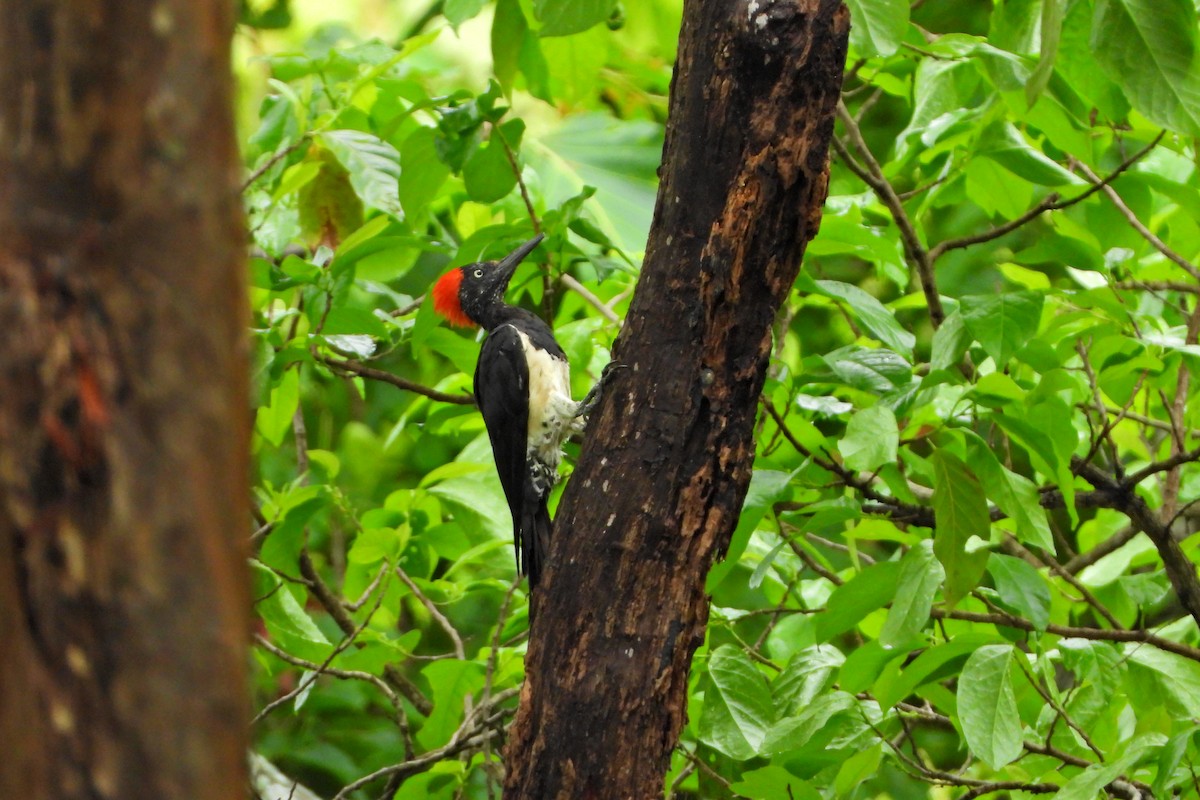 White-bellied Woodpecker - ML647292039