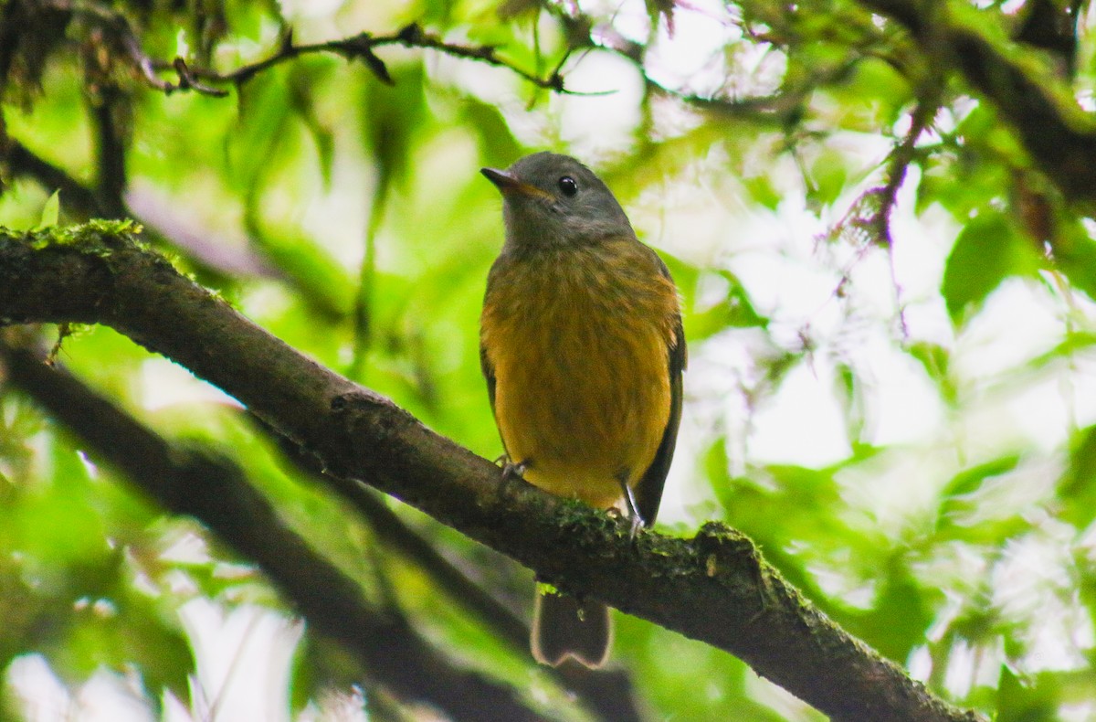 Gray-hooded Flycatcher - ML647292040