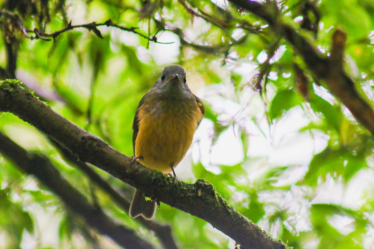 Gray-hooded Flycatcher - ML647292041
