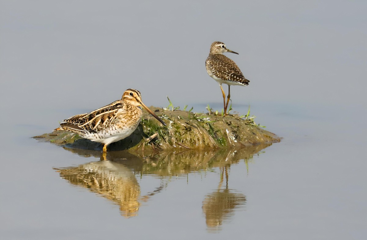 Common Snipe - ML647292042