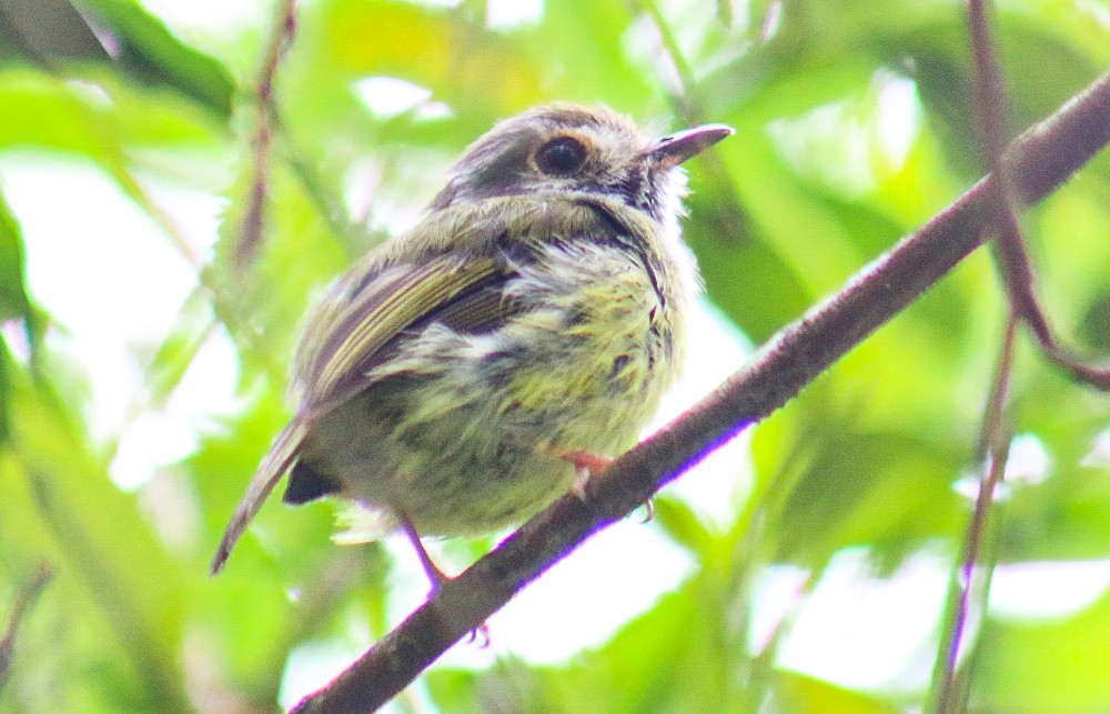 Eared Pygmy-Tyrant - ML647292061