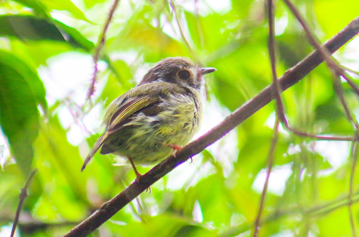 Eared Pygmy-Tyrant - ML647292062