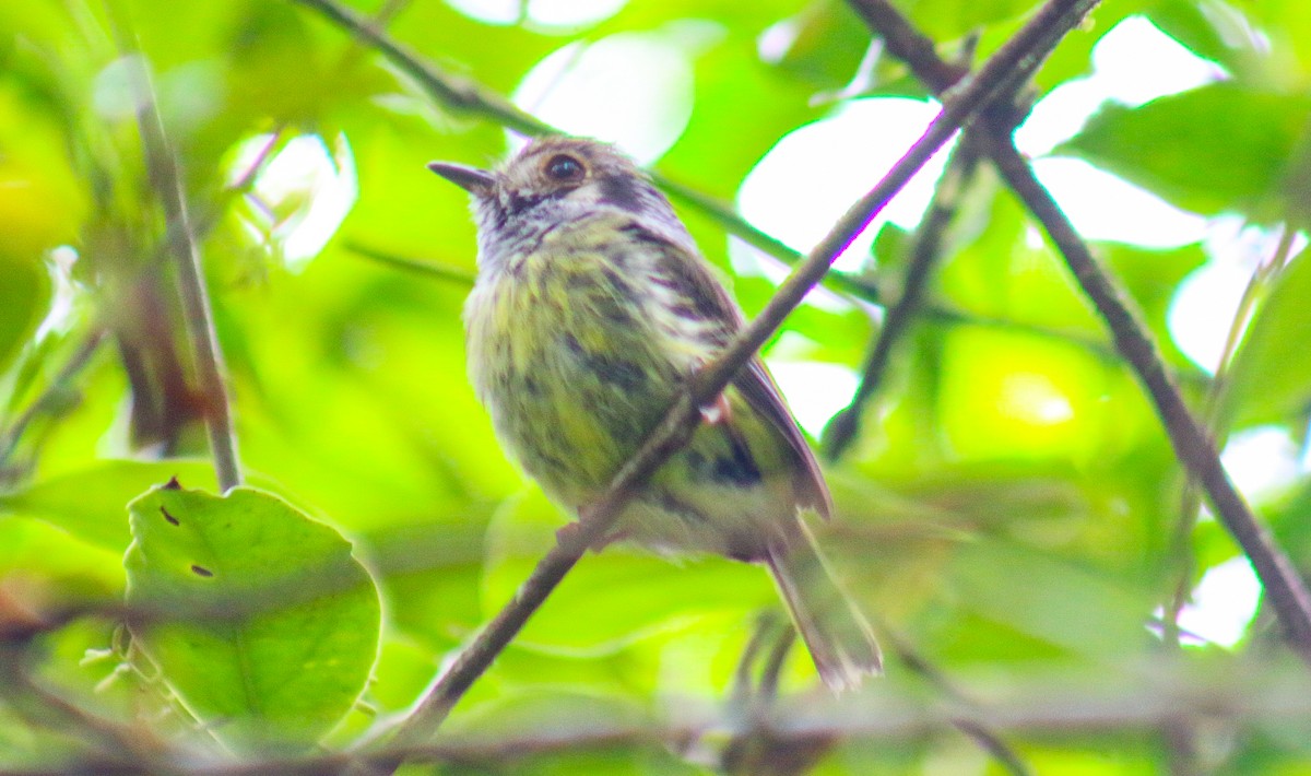 Eared Pygmy-Tyrant - ML647292063