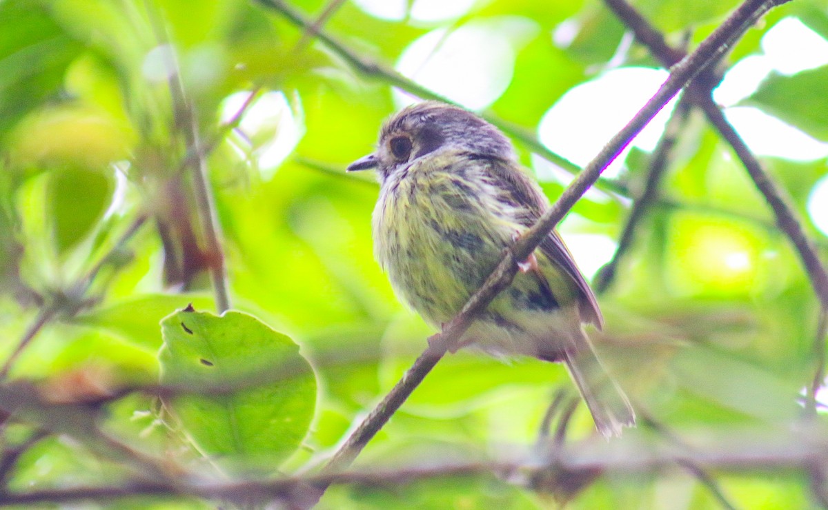 Eared Pygmy-Tyrant - ML647292064