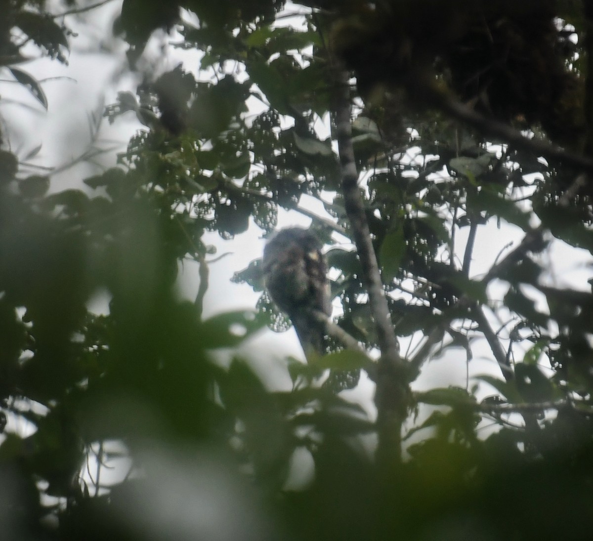 Andentagschläfer - ML647292065