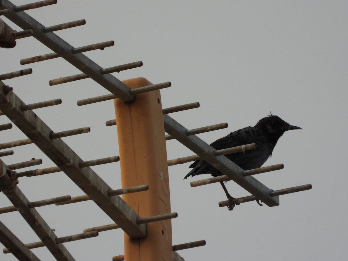 Étourneau unicolore - ML647292070