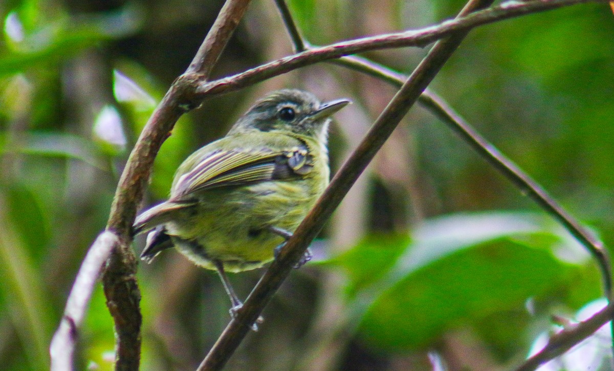 Yellow-olive Flatbill - ML647292071