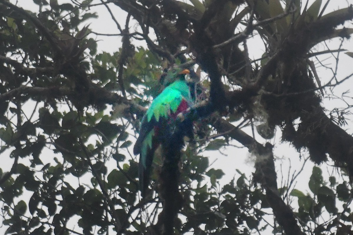 Quetzal doré - ML647292080