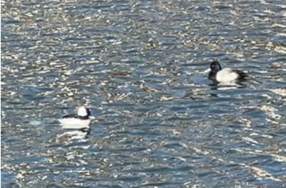 Bufflehead - ML647292085