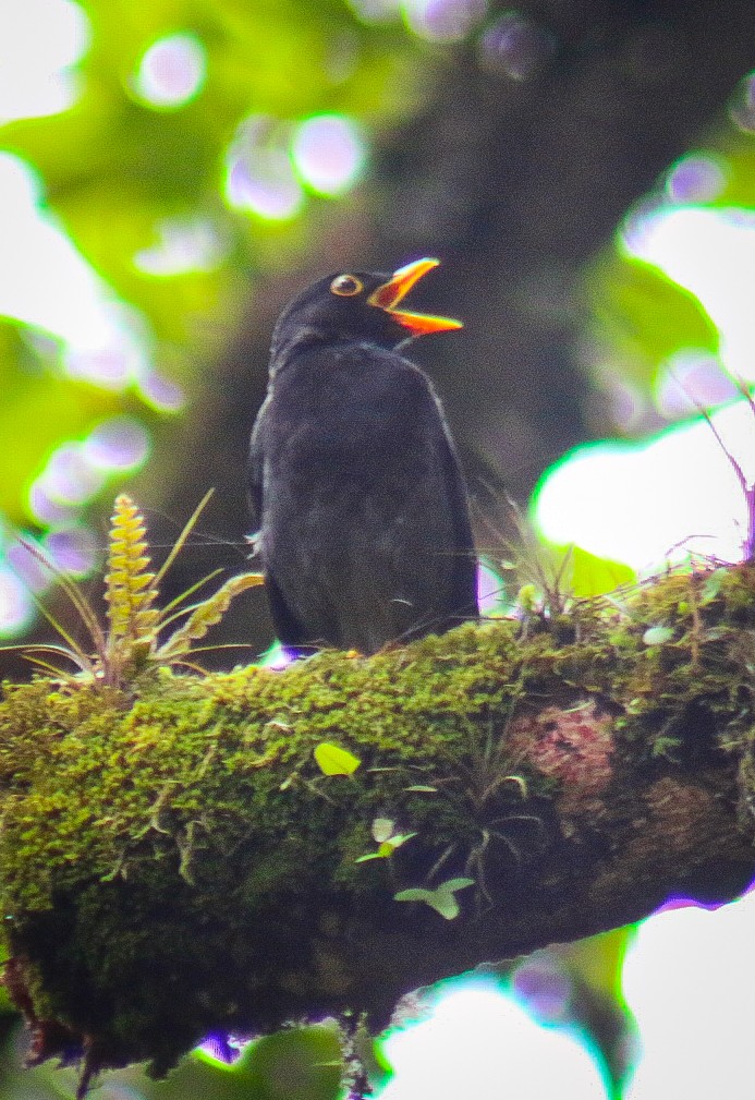 Yellow-legged Thrush - ML647292089