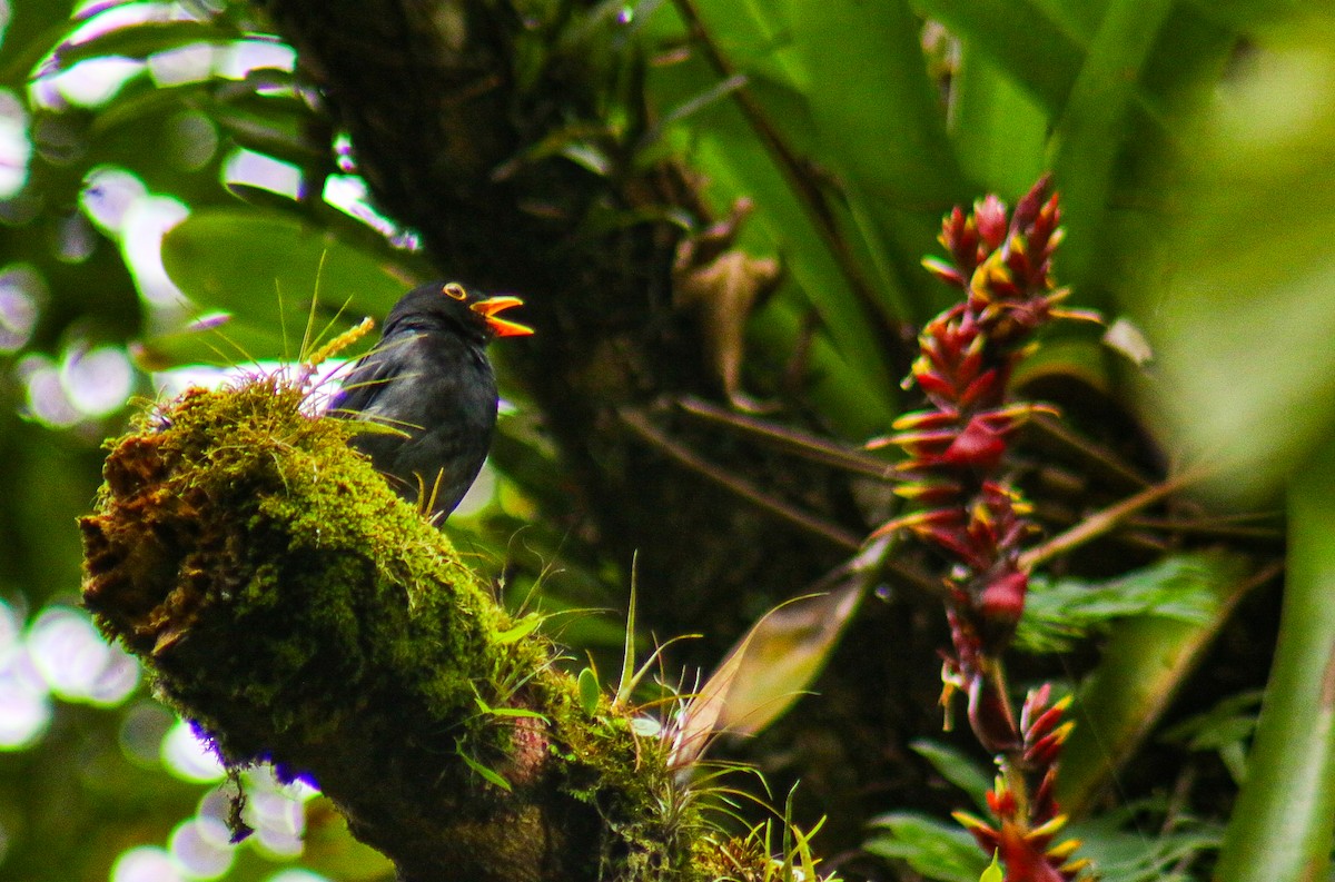 Yellow-legged Thrush - ML647292090
