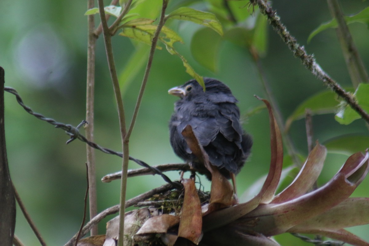 Shiny Cowbird - ML647292108