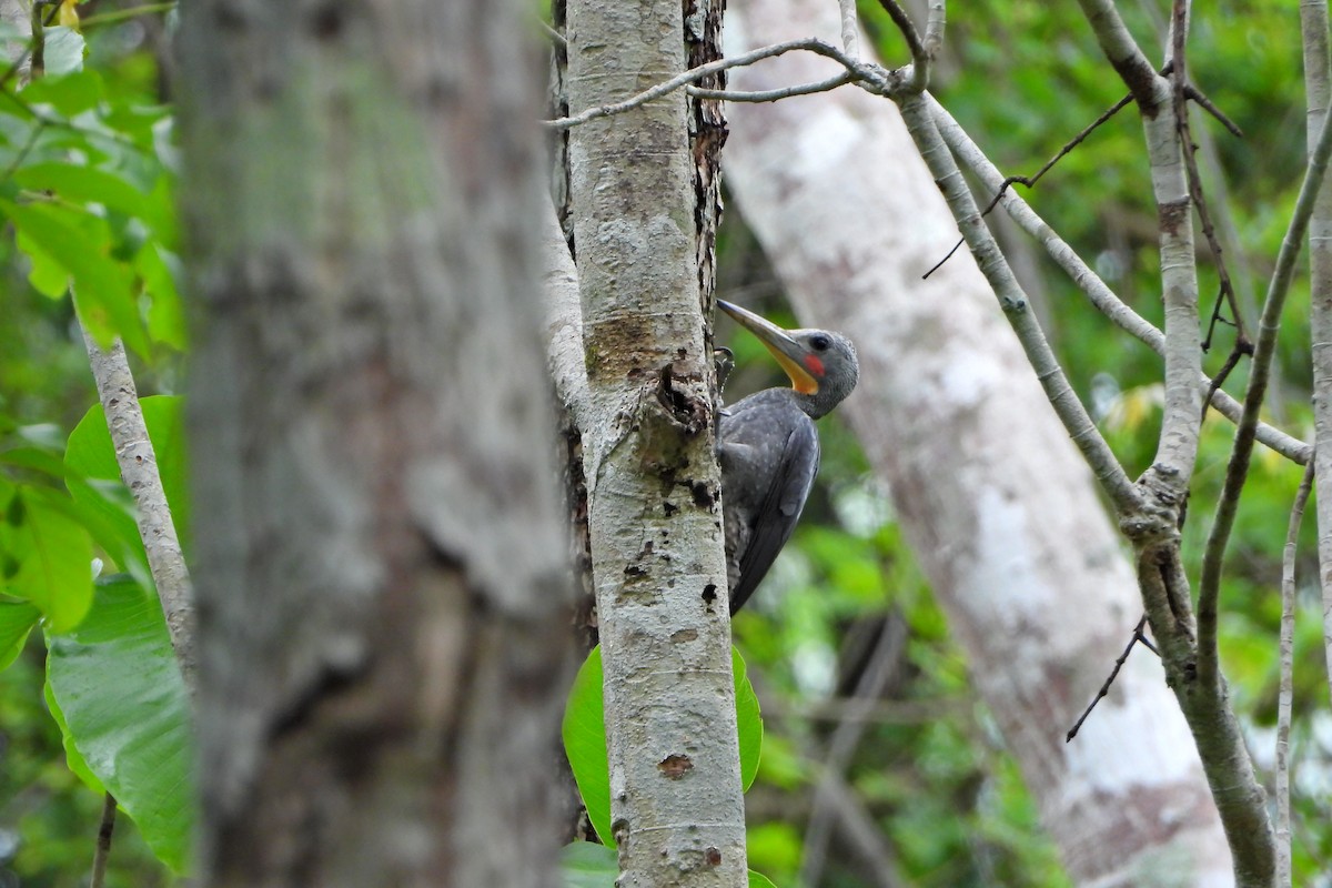 Puderspecht - ML647292111