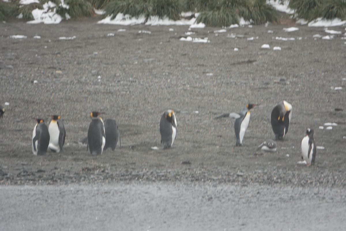 Königspinguin - ML647292119