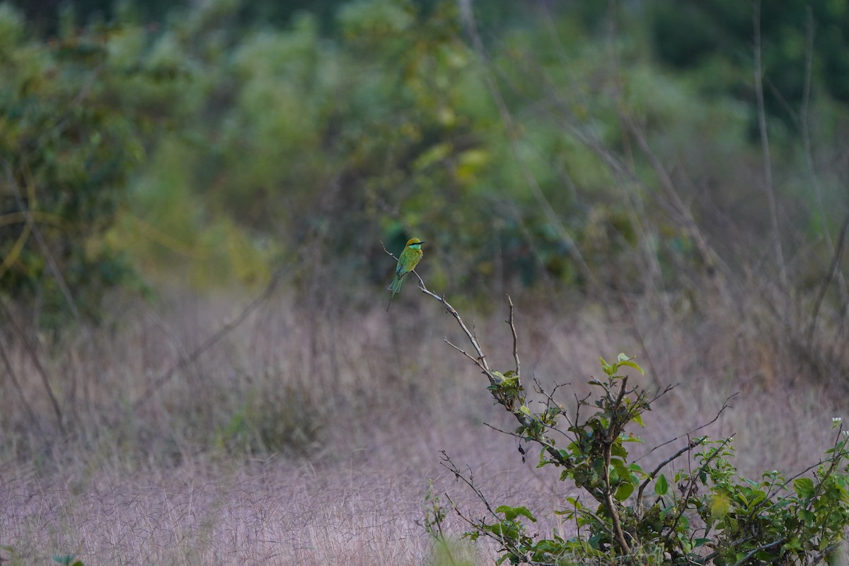 Bronzescheitel-Smaragdspint - ML647292120