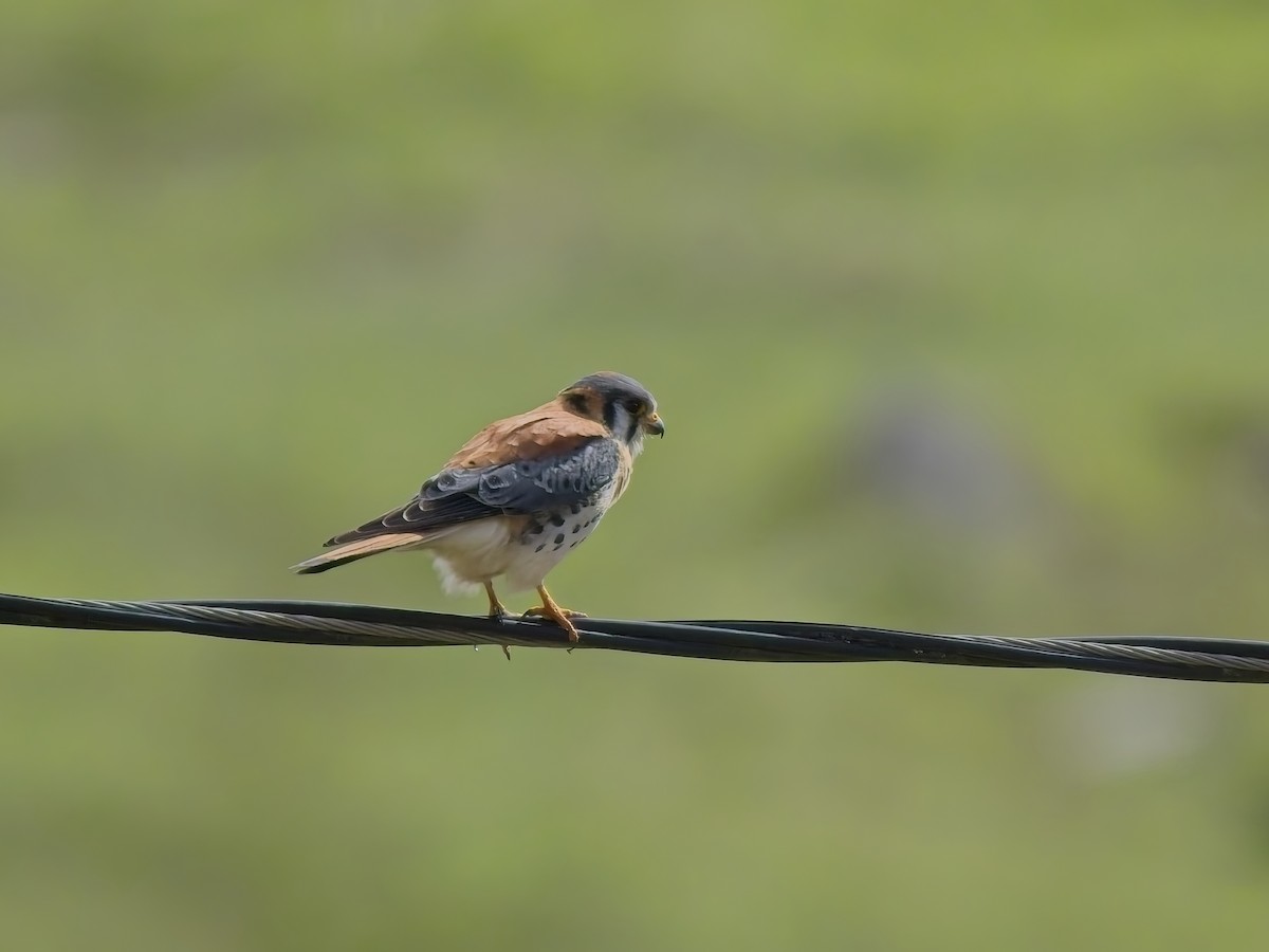 Buntfalke - ML647292121