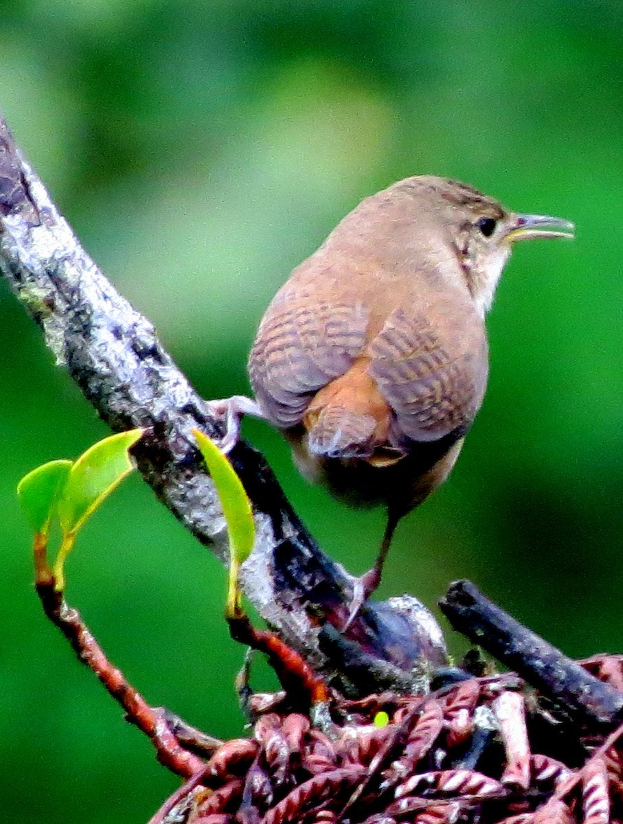 Southern House Wren - ML647292123