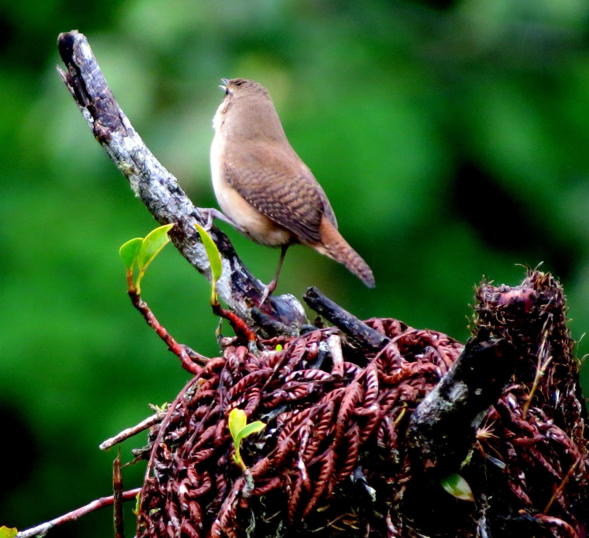 Southern House Wren - ML647292124