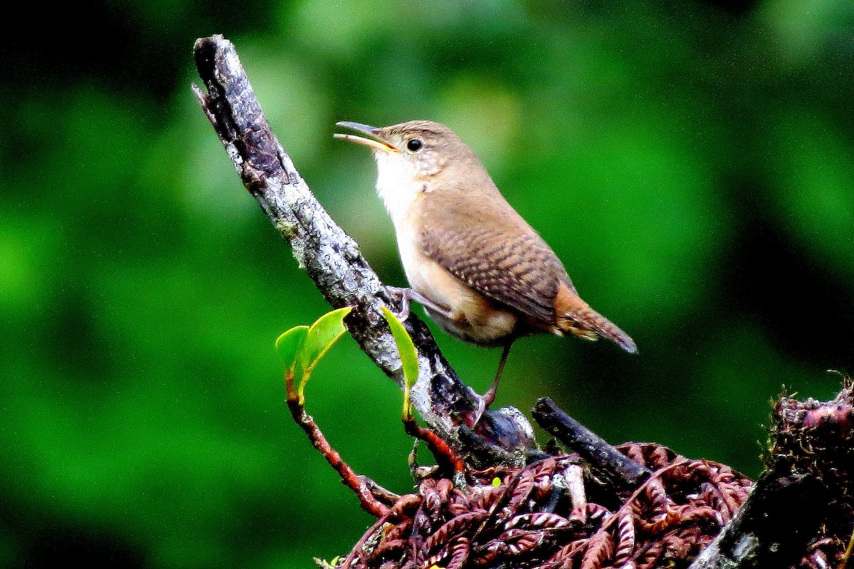 Southern House Wren - ML647292125