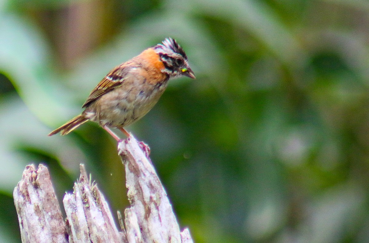 Morgenammer - ML647292134