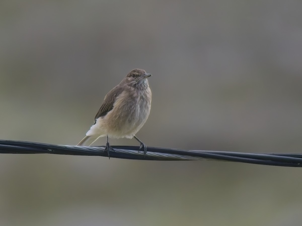 Schwarzschnabel-Hakentyrann - ML647292136