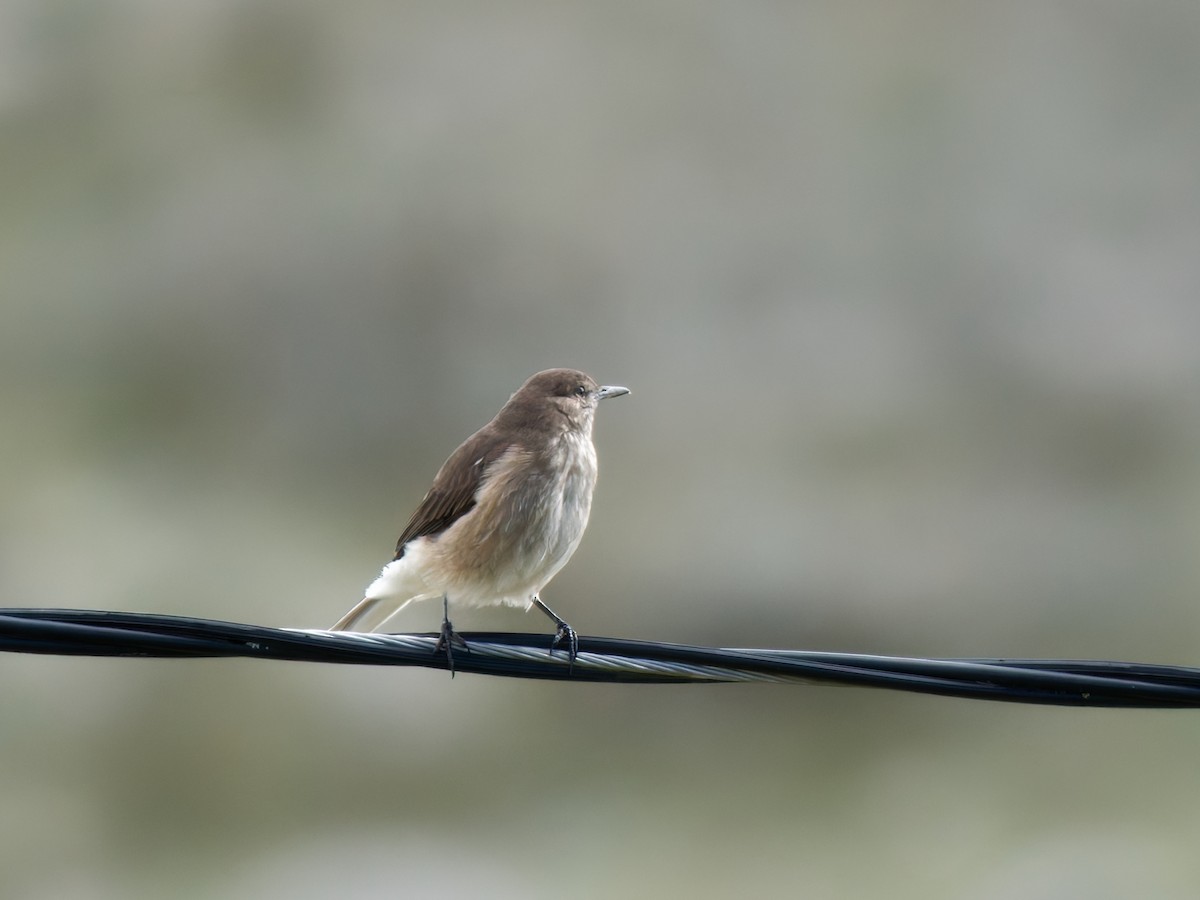 Schwarzschnabel-Hakentyrann - ML647292137