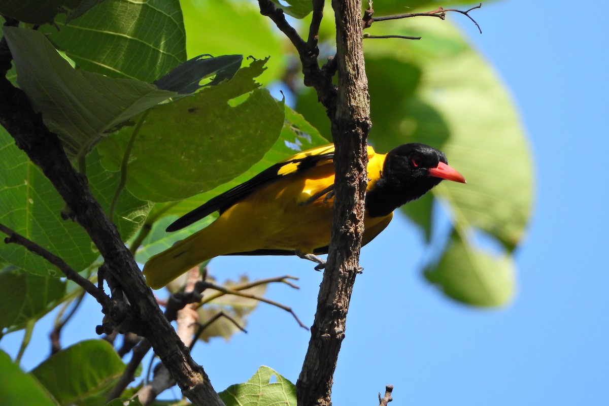 Black-hooded Oriole - ML647292138