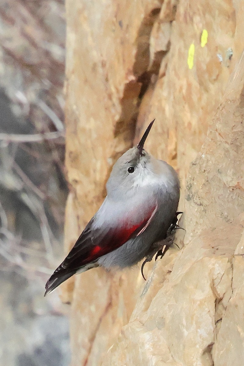 Mauerläufer - ML647292139