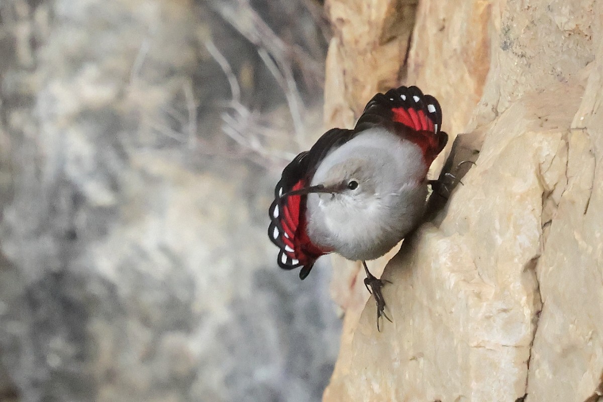 Mauerläufer - ML647292140