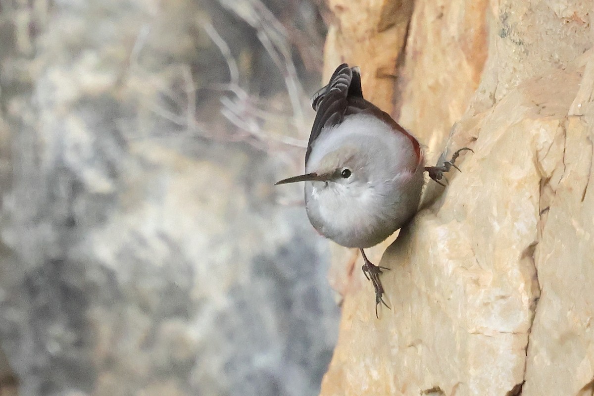 Mauerläufer - ML647292141