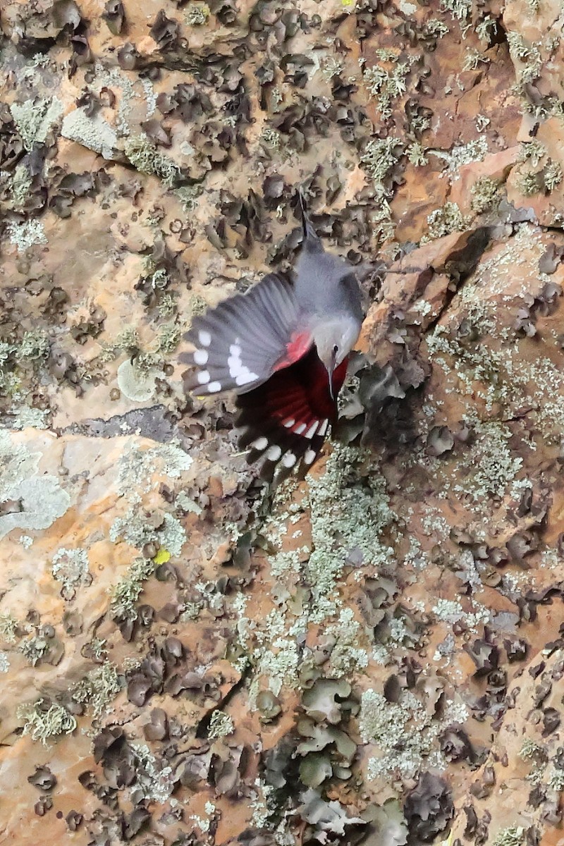 Mauerläufer - ML647292142