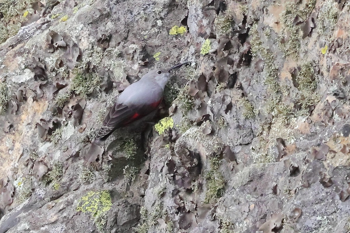 Mauerläufer - ML647292144