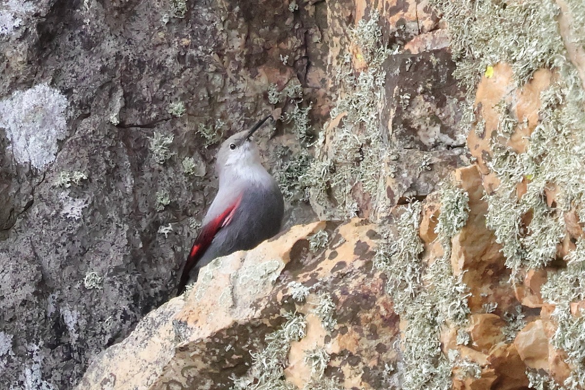 Mauerläufer - ML647292147