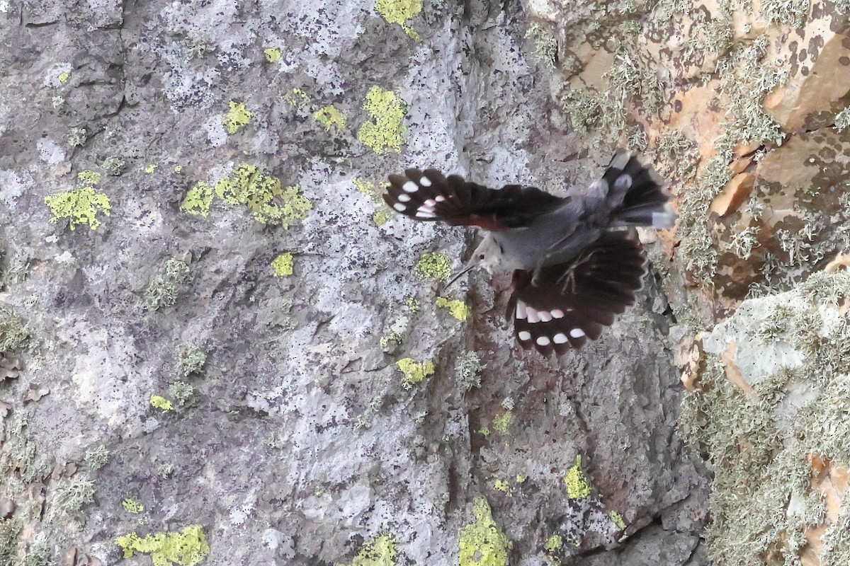 Mauerläufer - ML647292148