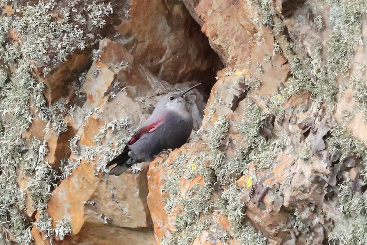 Mauerläufer - ML647292149