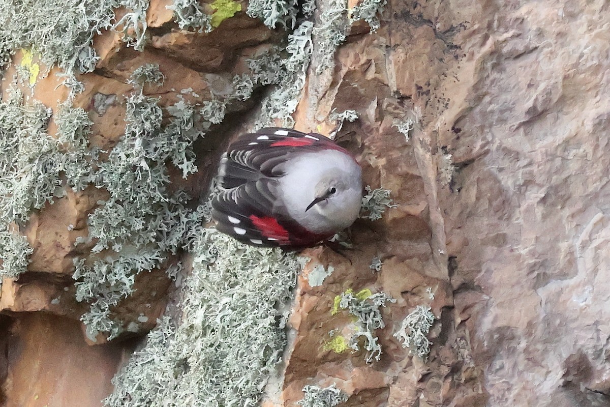 Mauerläufer - ML647292150