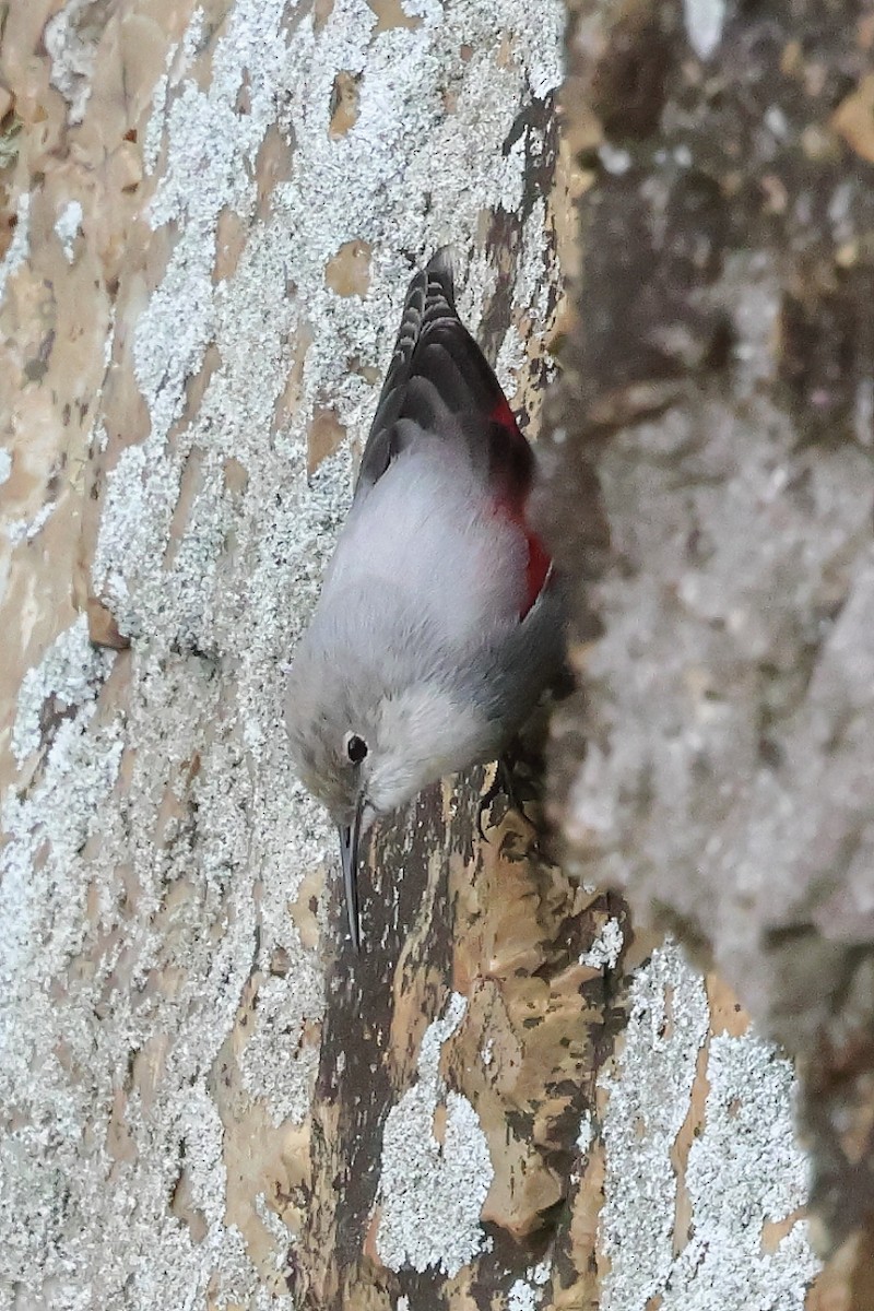 Mauerläufer - ML647292151